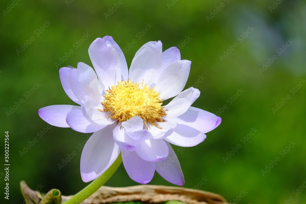 Sweet purple lotus flower blossom in a botanical garden,blurred green leaves background and sun light Sweet purple lotus flower blossom in a botanical garden,blurred green leaves background and sun light