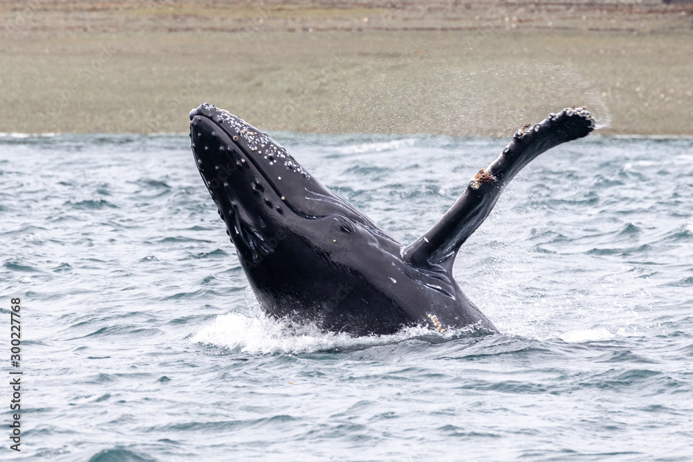 Obraz premium Baby whale