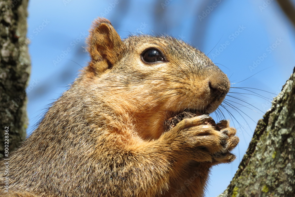 Fototapeta premium Fox Squirrel