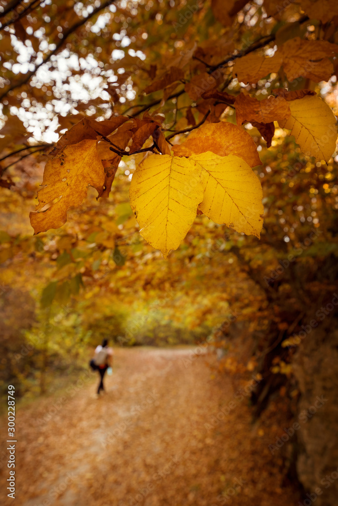 Road in the autumn forest.Travel and hiking along the forest path in autumn season. Concept of adventure, trekking and seasonal vacation with rear view of tourist on trail. Landscape from Bulgaria.