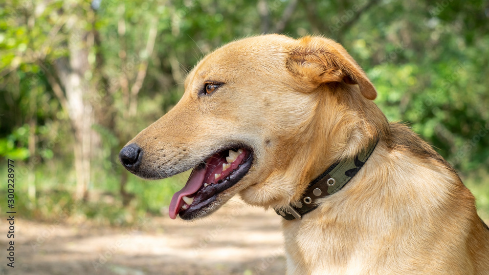 Portrait stray dog outdoors