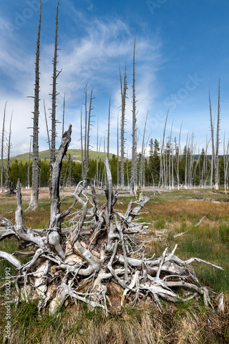 Dead Trees in Yellowstone National Park