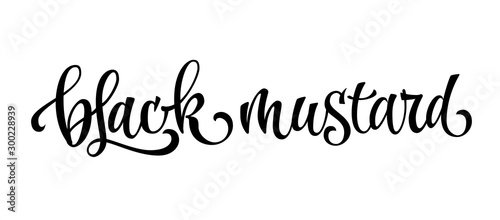 Vector hand drawn calligraphy style lettering word - Black mustard. Isolated script spice text label.