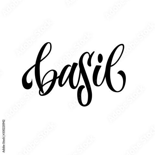 Hand drawn spice lettering - Basil. Vector lettering design element. Isolated calligraphy scrypt stile word. photo