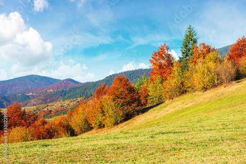 beautiful countryside of carpathian mountain. sunny weather with fluffy clouds on the sky. amazing vivid nature scenery with trees in colorful foliage on rolling hills of rural area