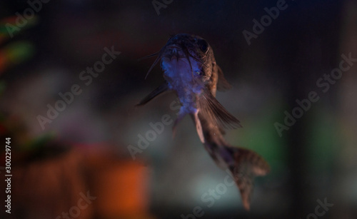 fish in an aquarium © Pkoik