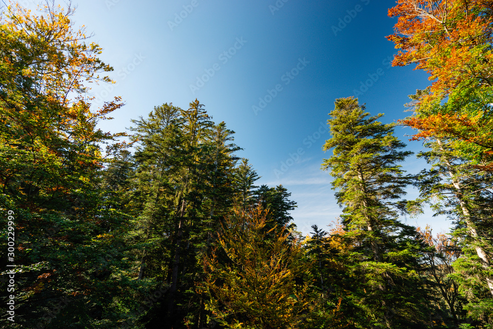 Obraz premium Black Forest trees in autumn