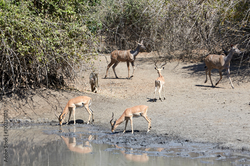 Impala in the pan in Mana Pools National Park, Zimbabwe