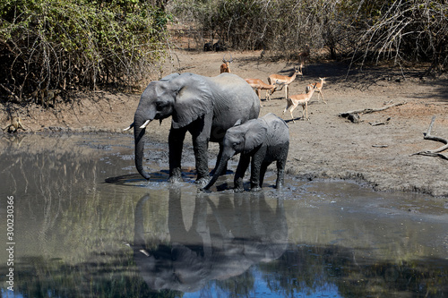 Elephants in Mana Polls National Park, Zimbabwe