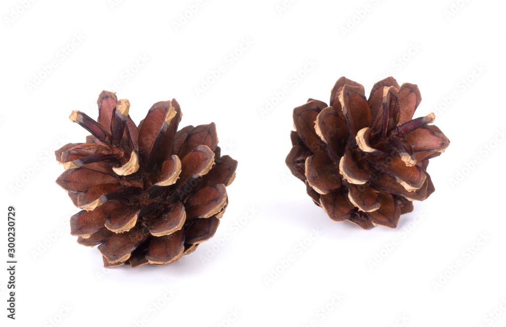 Pine cones isolated on white background closeup Pine cones isolated on white background closeup