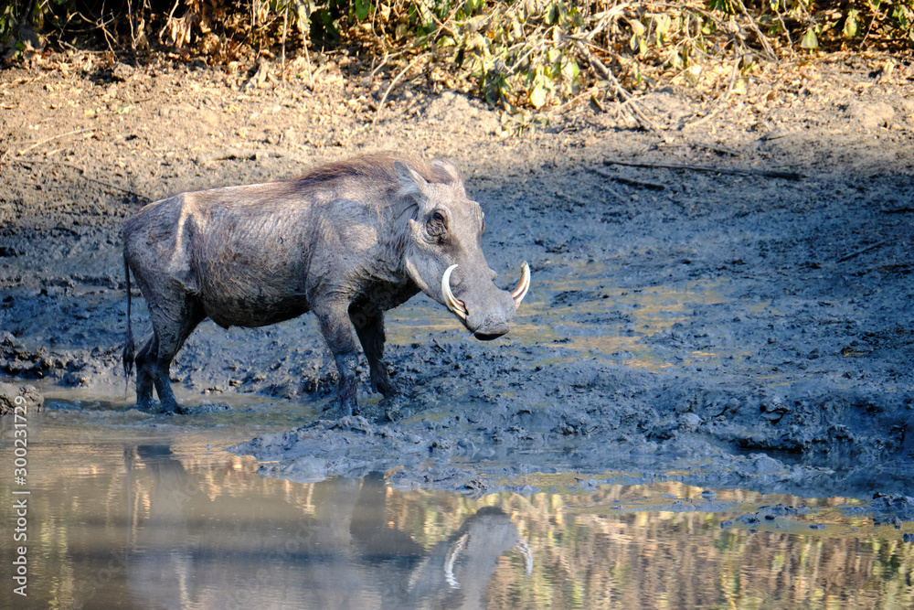 Warthog in Mana Pools National Park, Zimbabwe Warthog in Mana Pools National Park, Zimbabwe