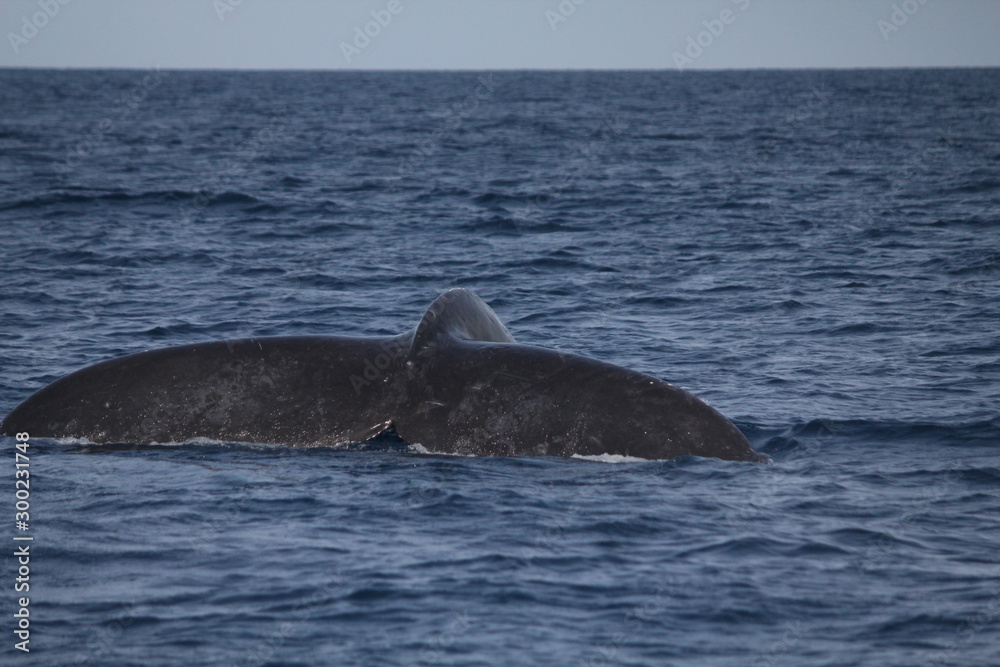 Fototapeta premium ザトウクジラの尻尾 潜水前の行動 3月の沖縄で撮影 The tale of a Humpback Whale diving, Okinawa, Japan