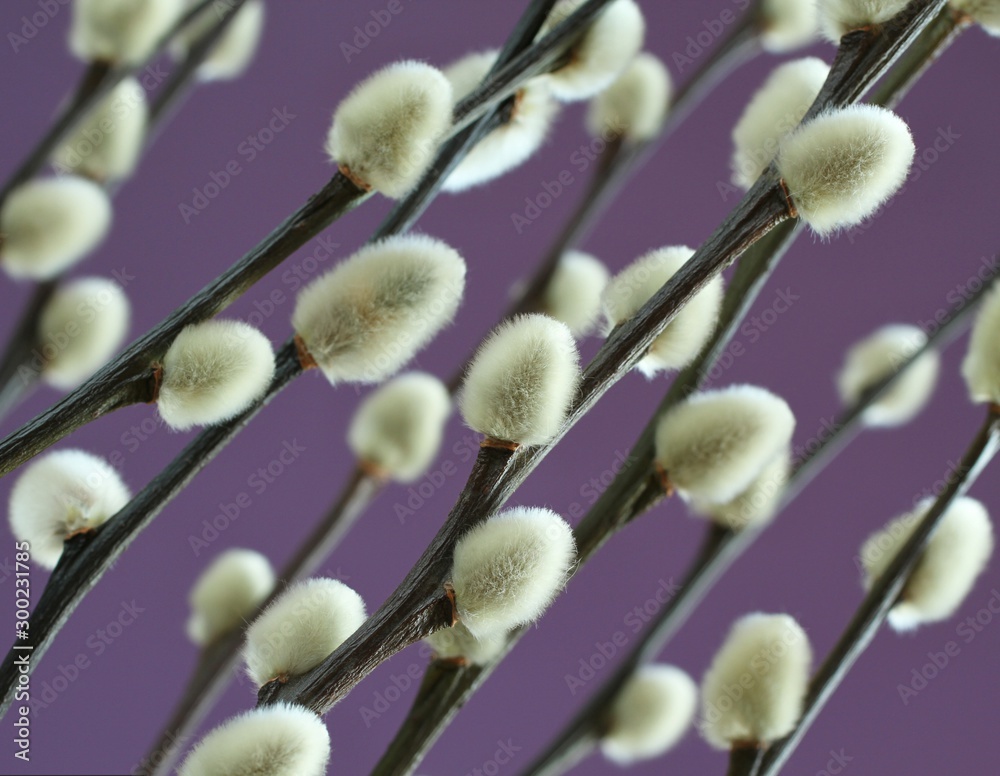 Fototapeta premium Expanded buds on pussy willow against lilac background