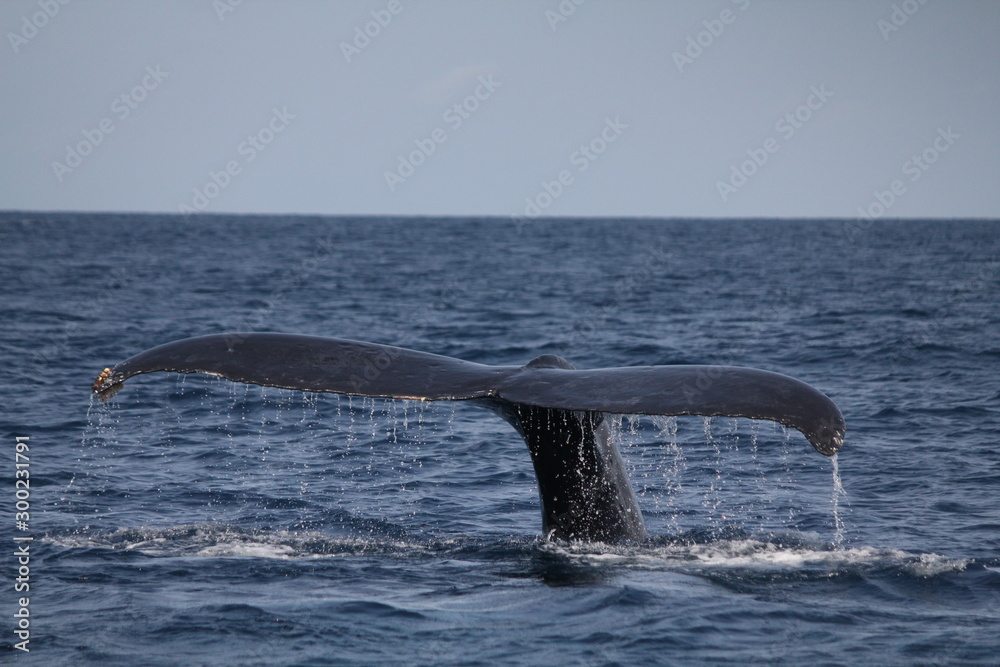 Fototapeta premium ザトウクジラの尻尾 潜水前の行動 3月の沖縄で撮影 The tale of a Humpback Whale diving, Okinawa, Japan