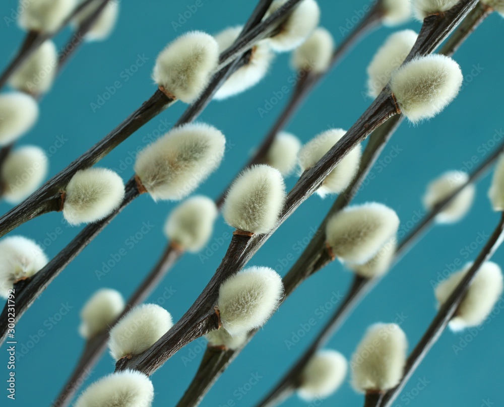 Fototapeta premium Expanded buds on pussy willow against cyan background