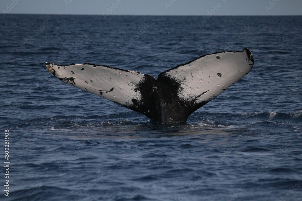 Fototapeta premium ザトウクジラの尻尾 潜水前の行動 3月の沖縄で撮影 The tale of a Humpback Whale diving, Okinawa, Japan