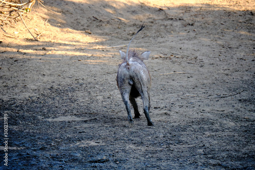 Warthog in Mana Pools National Park  Zimbabwe