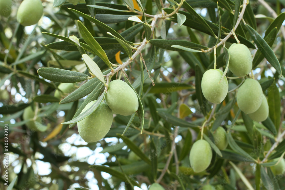 Ripe green olives on a branch against olive trees Ripe green olives on a branch against olive trees