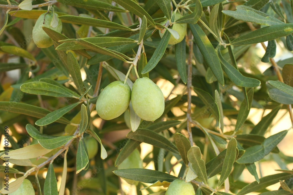 Ripe green olives on a branch of olive three
