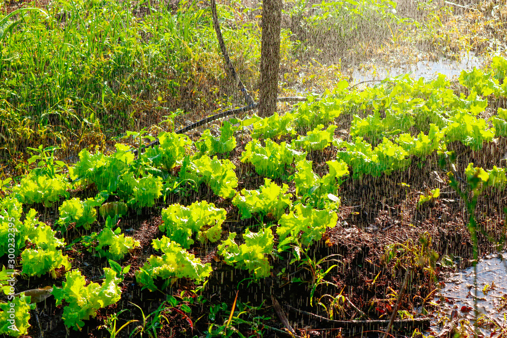 Vegetable garden irrigation - Farm of lettuce and beetroot in brazil Vegetable garden irrigation - Farm of lettuce and beetroot in brazil