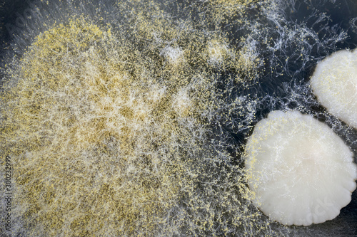 Yeast and mold growing on a petri dish.