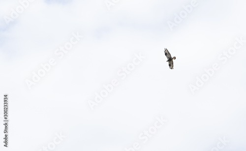 Rough-legged buzzard flying in the open sky in Finnish Lapland, noble bird © Ilari