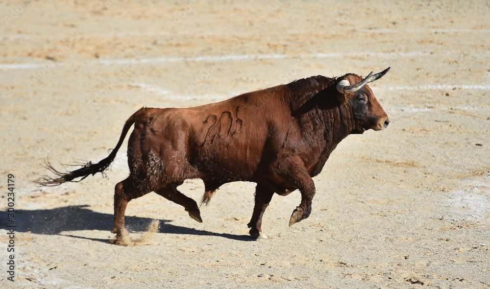 toro bravo español en plaza de toros toro bravo español en plaza de toros
