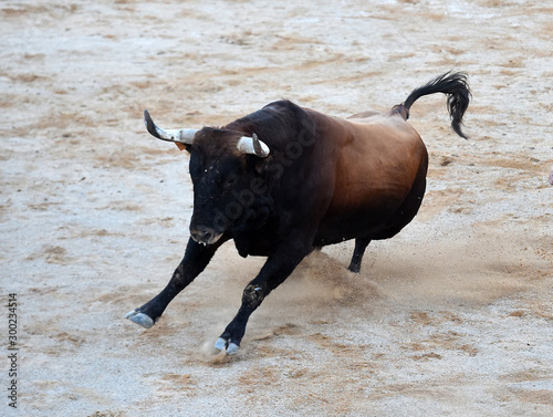 toro negro español en un espectaculo de toreo