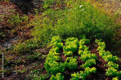 Vegetable garden irrigation - Farm of lettuce and beetroot in brazil