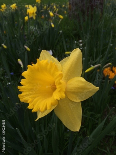 daffodil vlose up photo