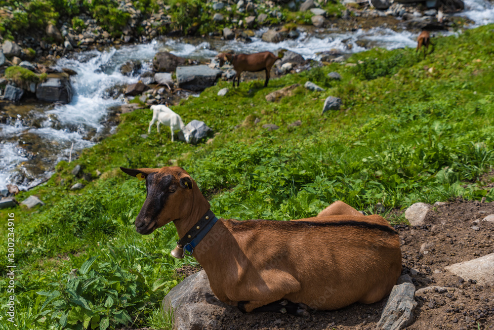 Goats at the creek