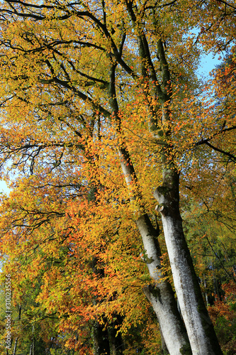 Beech trees in Autumn / fall