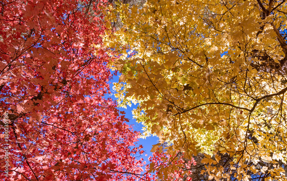 Vibrant Colored Fall Leaves In Sedona AZ Vibrant Colored Fall Leaves In Sedona AZ