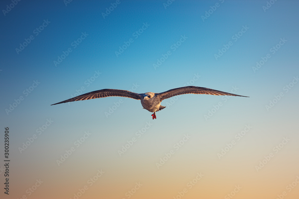 Flying seagull over the sea on sunrise Flying seagull over the sea on sunrise