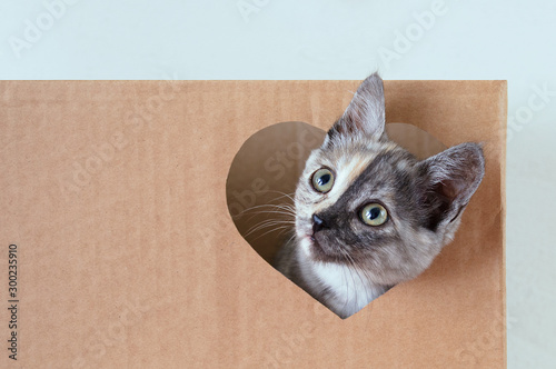 Gray little kitten playing in a brown box. Looks out through a heart-shaped window.