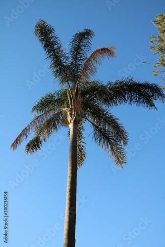 Royal Palm in Fremantle  Western Australia
