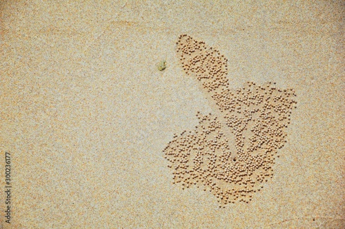 Sand Bubbler Crab, abstract patterns of balls of sand on the beach, of the genera Scopimera and Dotilla, family Dotillidae, Pu Lom in Thai. Found in Indo-Pacific, Phuket, Phi Phi islands near Bangkok, photo