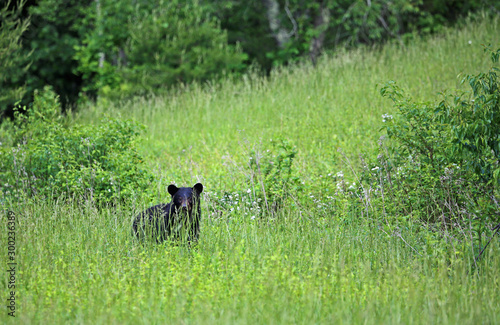Black bear on the hill, Tennessee