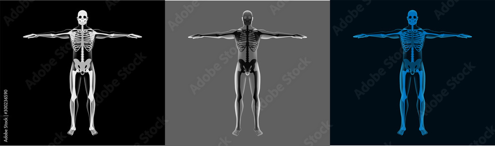 X-Ray Human Body Set. A transparent body with a skeleton is perfect for demonstration. Healthcare 3d men mri screen. Different selection of colors. Vector model in futuristic style, body and skeleton X-Ray Human Body Set. A transparent body with a skeleton is perfect for demonstration. Healthcare 3d men mri screen. Different selection of colors. Vector model in futuristic style, body and skeleton