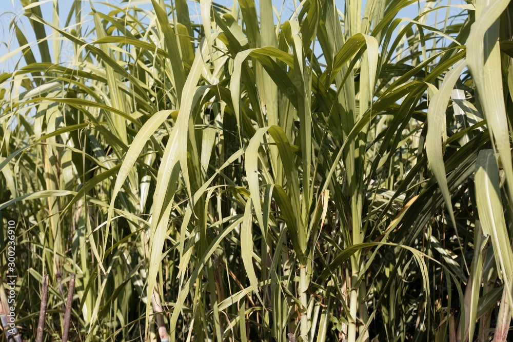 Leaves of Sugarcane, Saccharum officinarum Leaves of Sugarcane, Saccharum officinarum