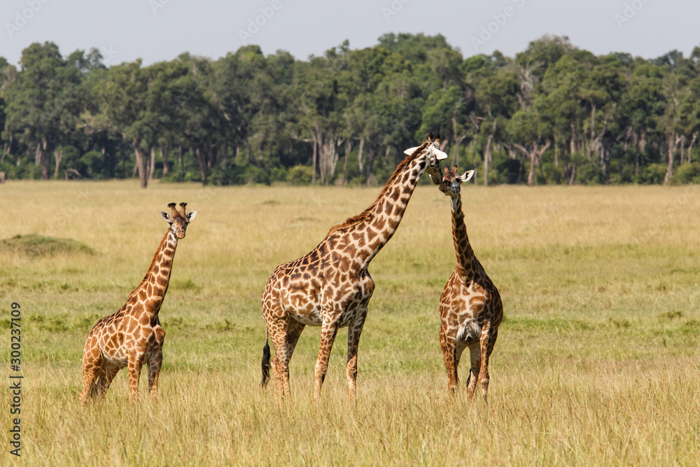 Obraz premium Giraffes in the Masai Mara Game Reserve in Kenya