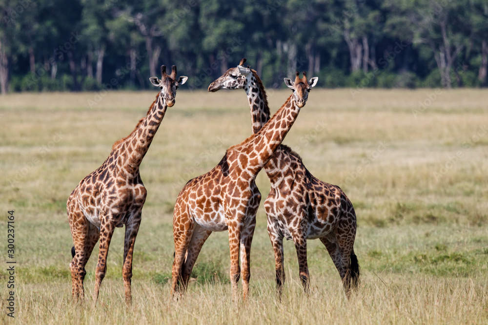 Obraz premium Giraffes in the Masai Mara Game Reserve in Kenya