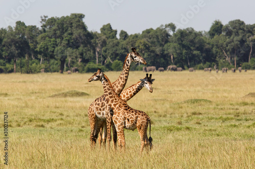 Fototapeta Naklejka Na Ścianę i Meble -  Giraffes in the Masai Mara Game Reserve in Kenya