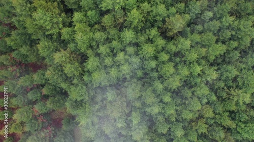 Wallpaper Mural Drone shot of conifer forest and autumn season deciduous trees. Top view. Torontodigital.ca