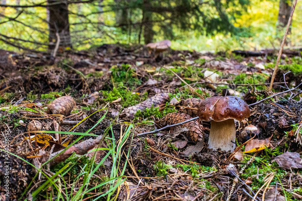 mushroom in the forest mushroom in the forest
