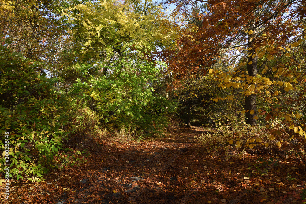 autumn in the forest autumn in the forest