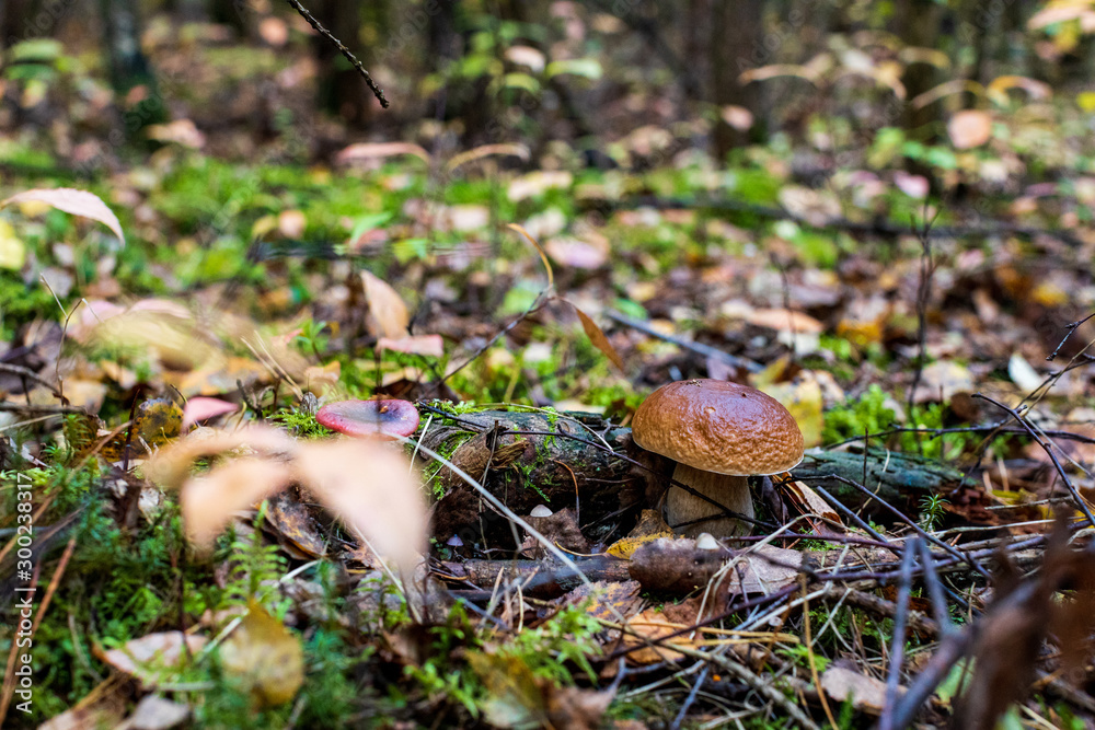 mushroom in the forest mushroom in the forest