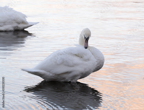 white swan preening on the water
