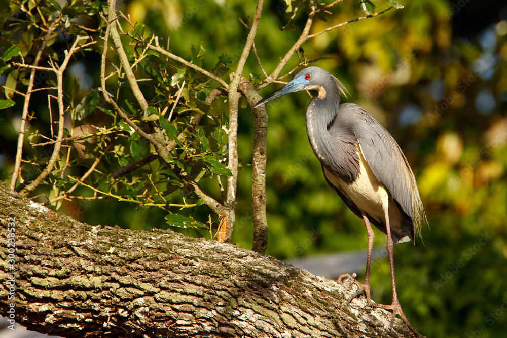 Fototapeta premium Tricolored Heron, Egretta tricolor