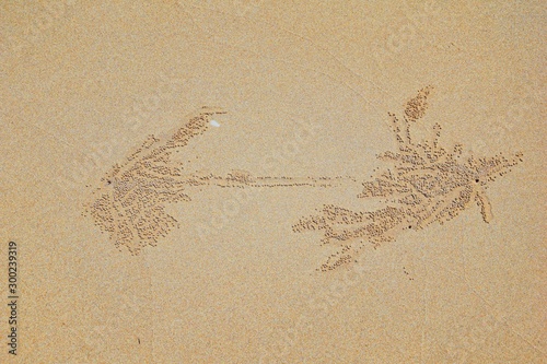 Sand Bubbler Crab, abstract patterns of balls of sand on the beach, of the genera Scopimera and Dotilla, family Dotillidae, Pu Lom in Thai. Found in Indo-Pacific, Phuket, Phi Phi islands near Bangkok, photo